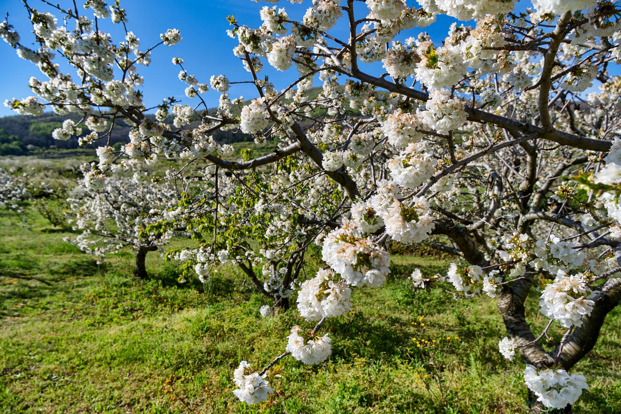 10 Lugares Espectaculares para Disfrutar de la Primavera